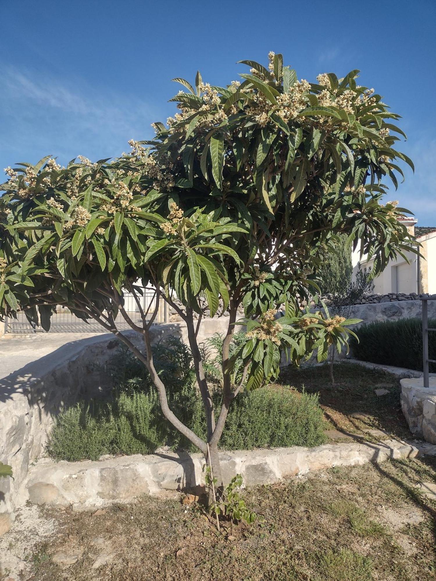 Apartment Olea Marina Exterior photo